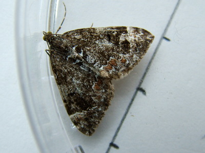 Common Marbled Carpet